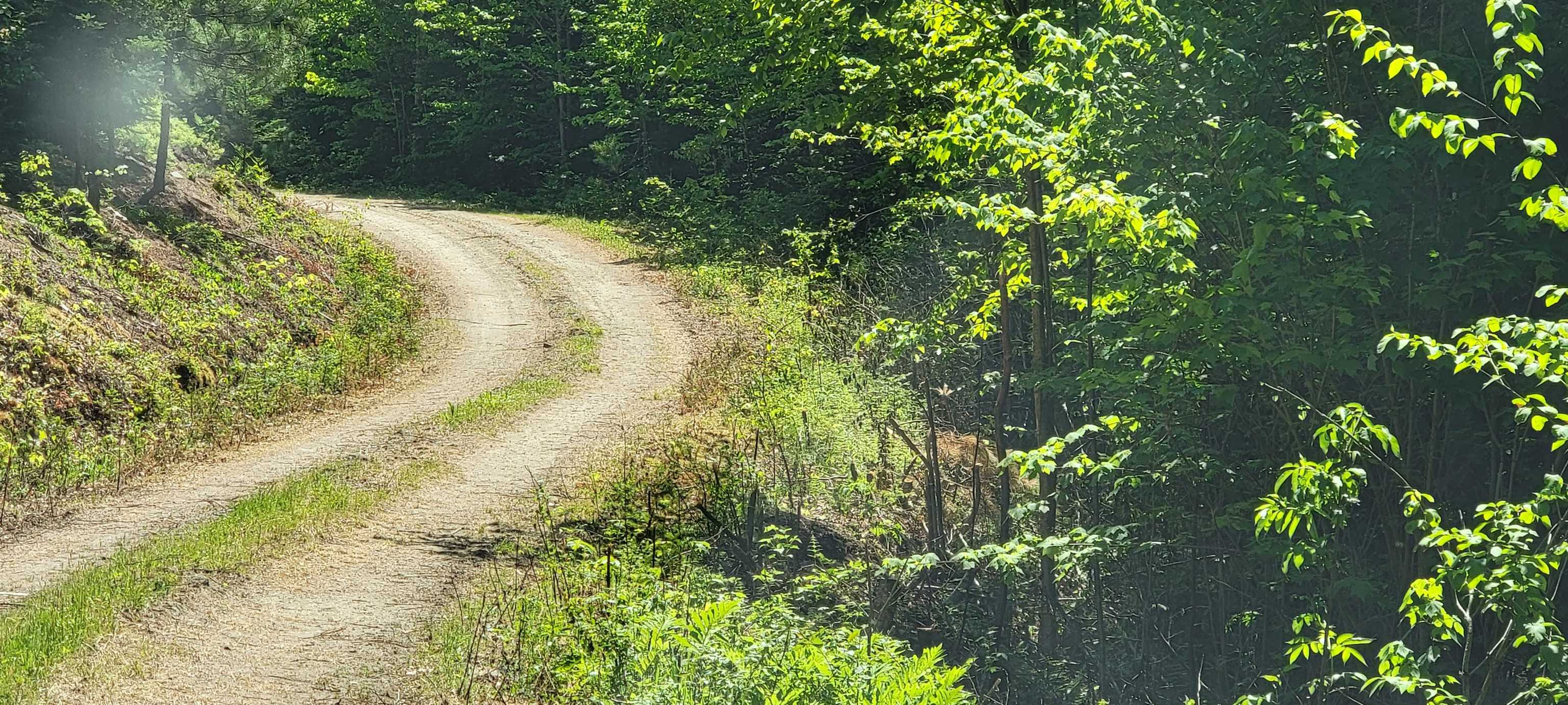 Lot 12.1 Gene's Road Whitefield, NH 03598 - Photo 14 of 38