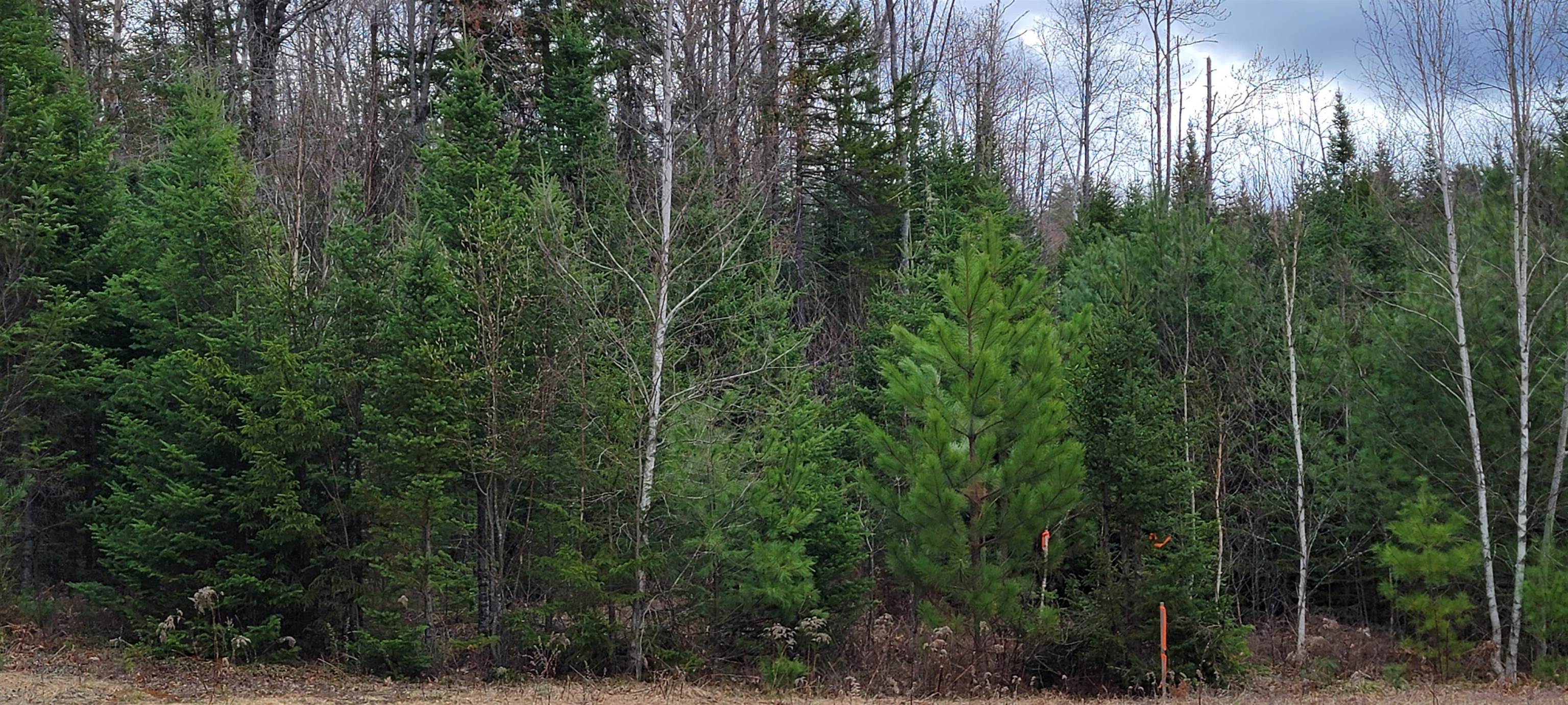 Lot 12.1 Gene's Road Whitefield, NH 03598 - Photo 7 of 38