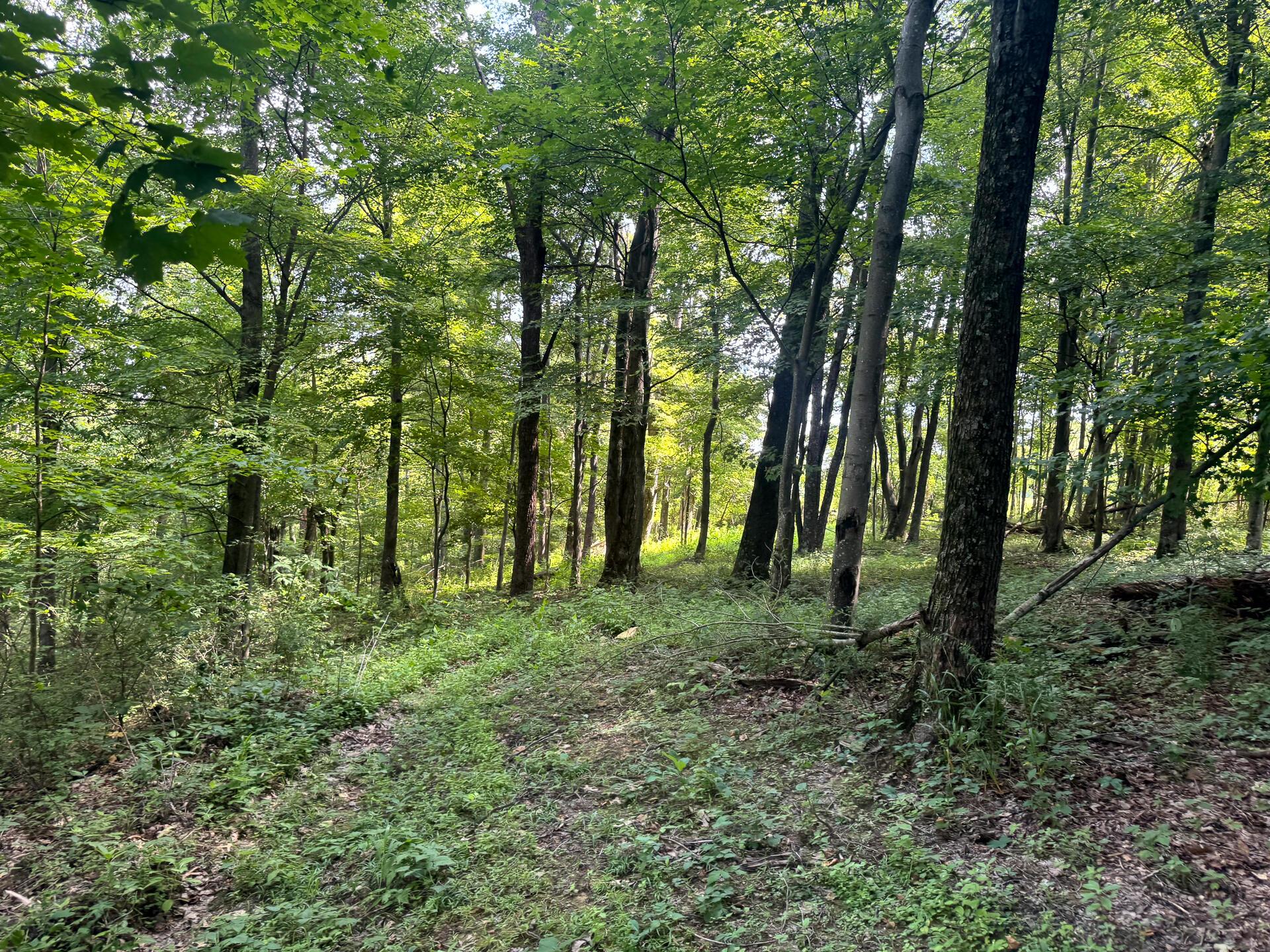 100 Golf Course Road, Unit TRACT 12 SKYLINE ACRES) Waverly, OH 45690 - Photo 39 of 44 CT-39
