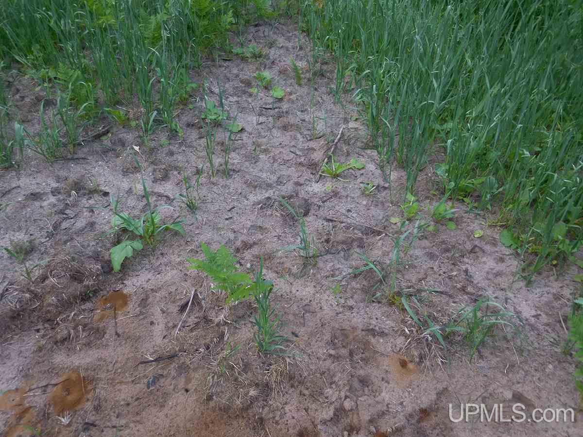 Tbd Tee Lake Road Germfask, MI 49836 - Photo 12 of 25