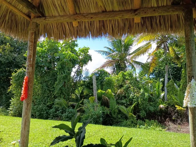 a view of a yard with plants