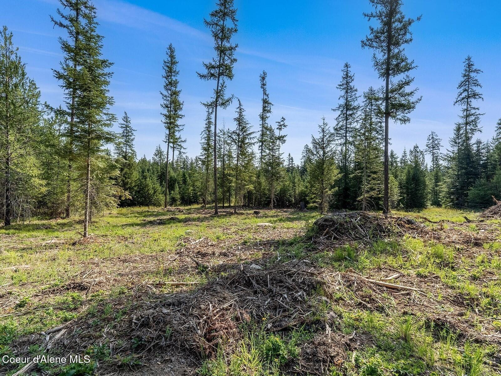 1 Leonard Loop Athol, ID 83801 - Photo 15 of 24 Tamarack and pine trees