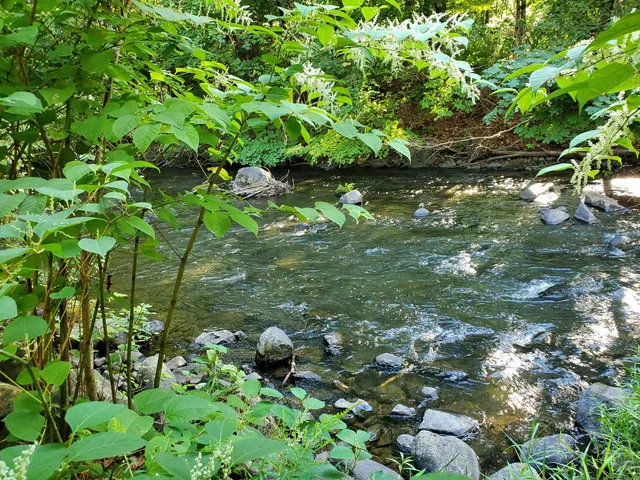 a backyard of a house with lots of green space
