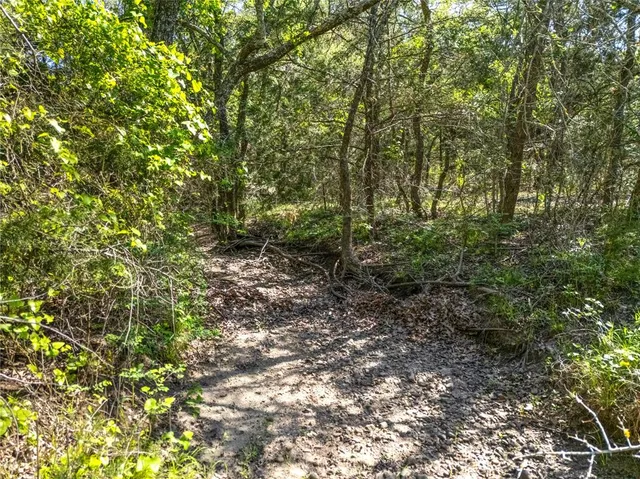 a view of a yard with plants and large trees