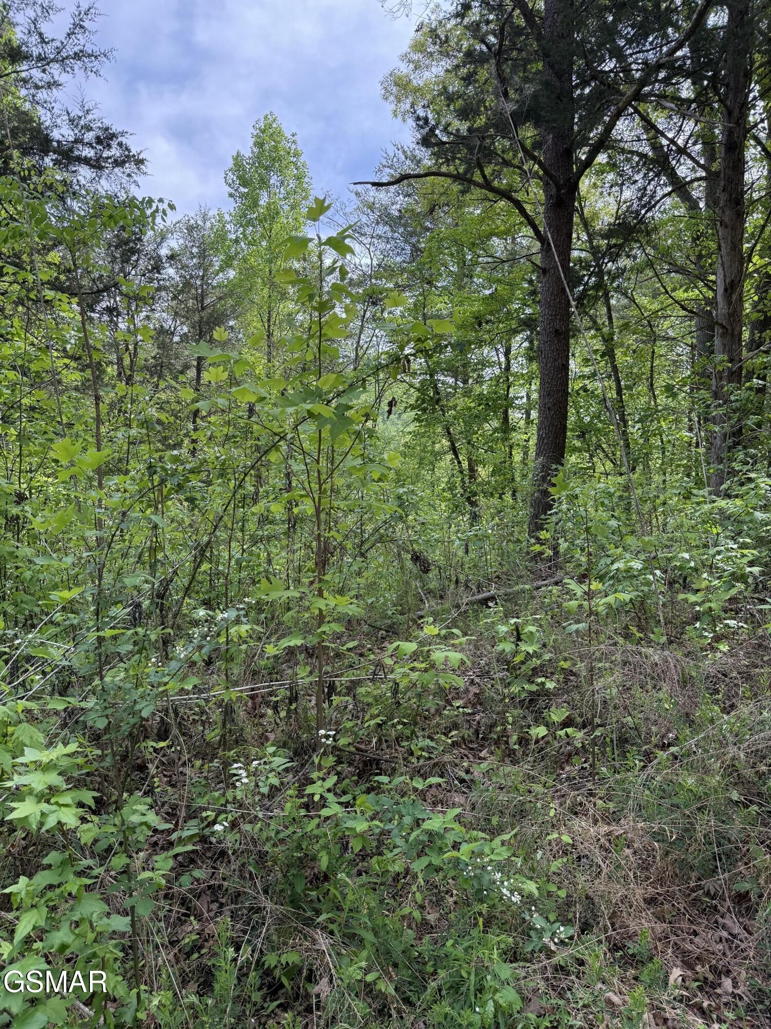 0 Dark Hollow Road Cosby, TN 37722 - Photo 11 of 17 Gallery Image 11