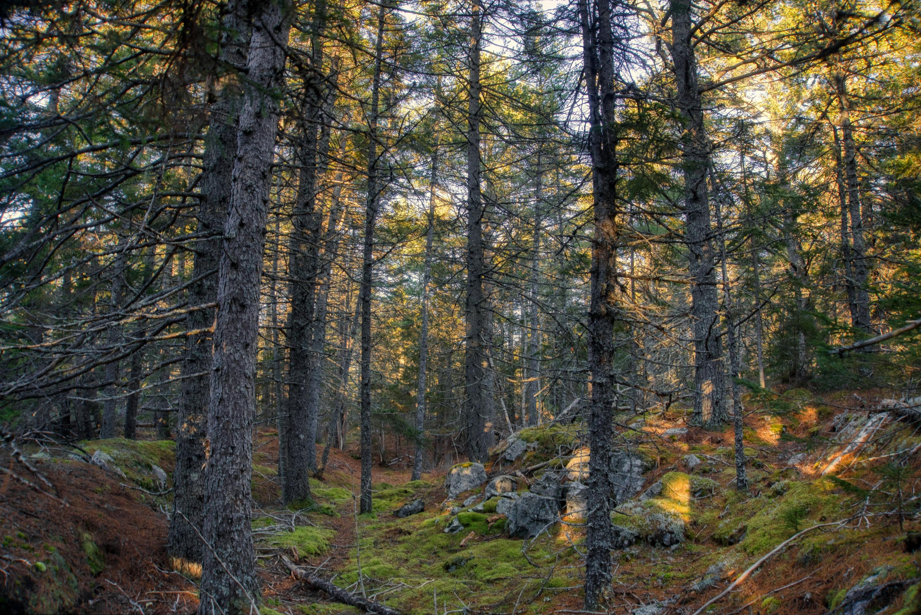 Tbd East Side Road Hancock, ME 04640 - Photo 5 of 16 inwoods view (3)