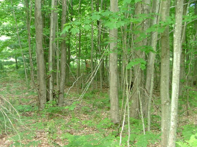 1 Rice Road Copemish, MI 49625 - Photo 17 of 20 Additional Photo