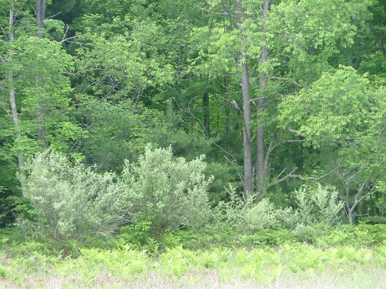 1 Rice Road Copemish, MI 49625 - Photo 19 of 20 Additional Photo