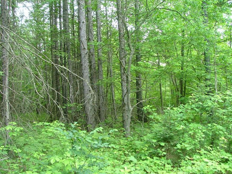 1 Rice Road Copemish, MI 49625 - Photo 20 of 20 Additional Photo