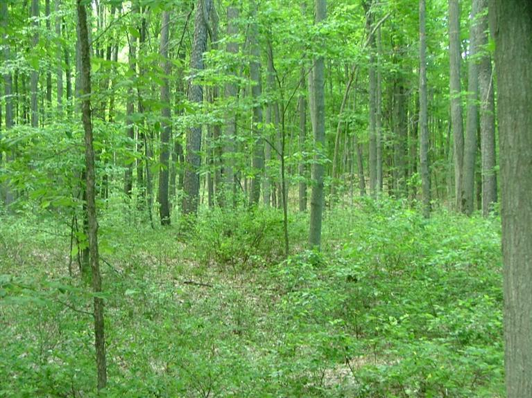 1 Rice Road Copemish, MI 49625 - Photo 5 of 20 Additional Photo