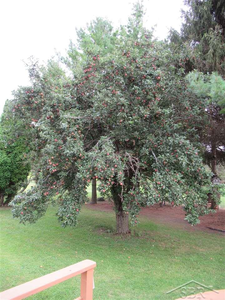 4318 Midland Road Saginaw, MI 48603 - Photo 20 of 20 Apple Tree
