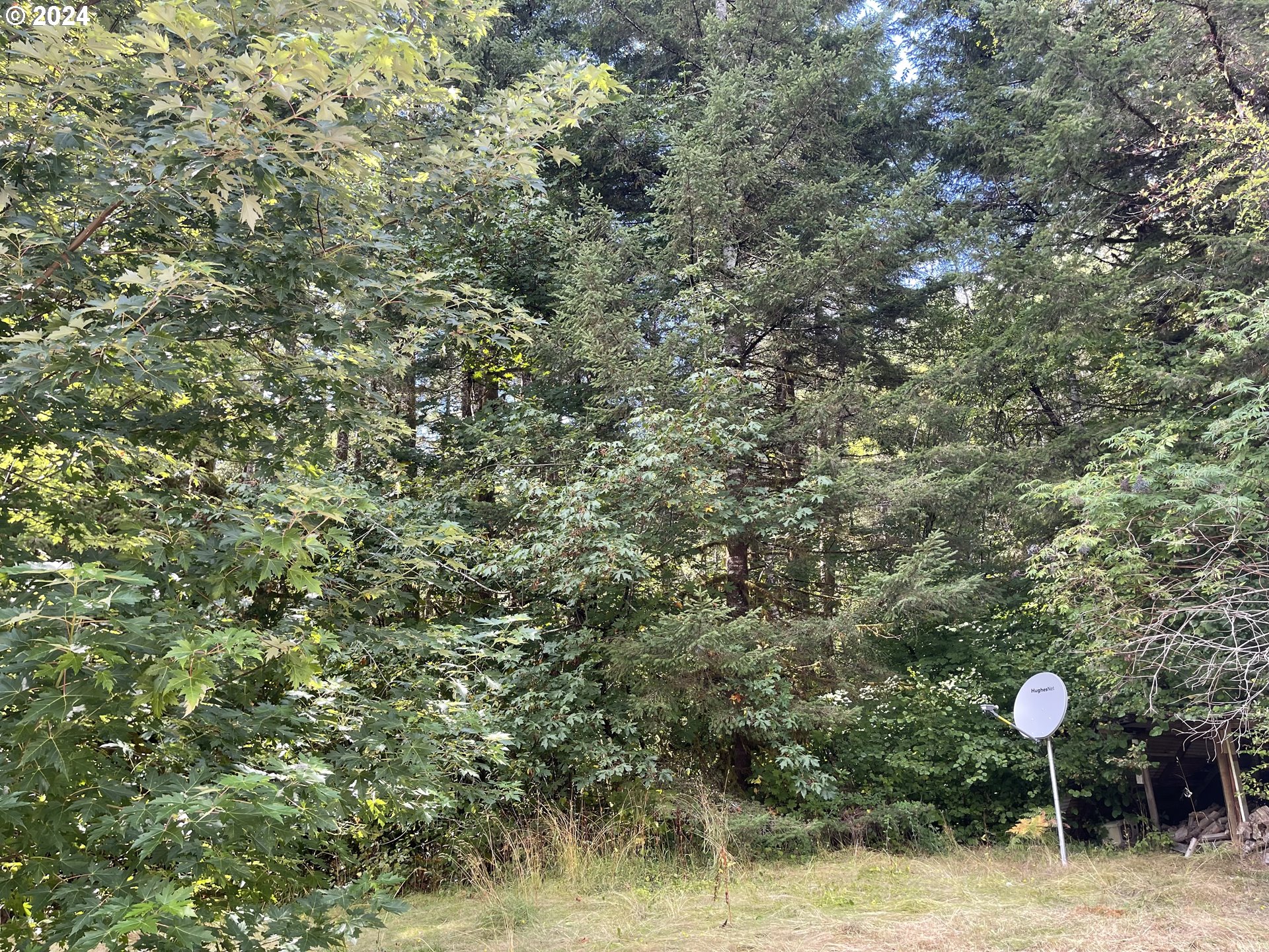 58525 Southwest Hebo Road Grand Ronde, OR 97347 - Photo 12 of 17 a view of a forest with a tree