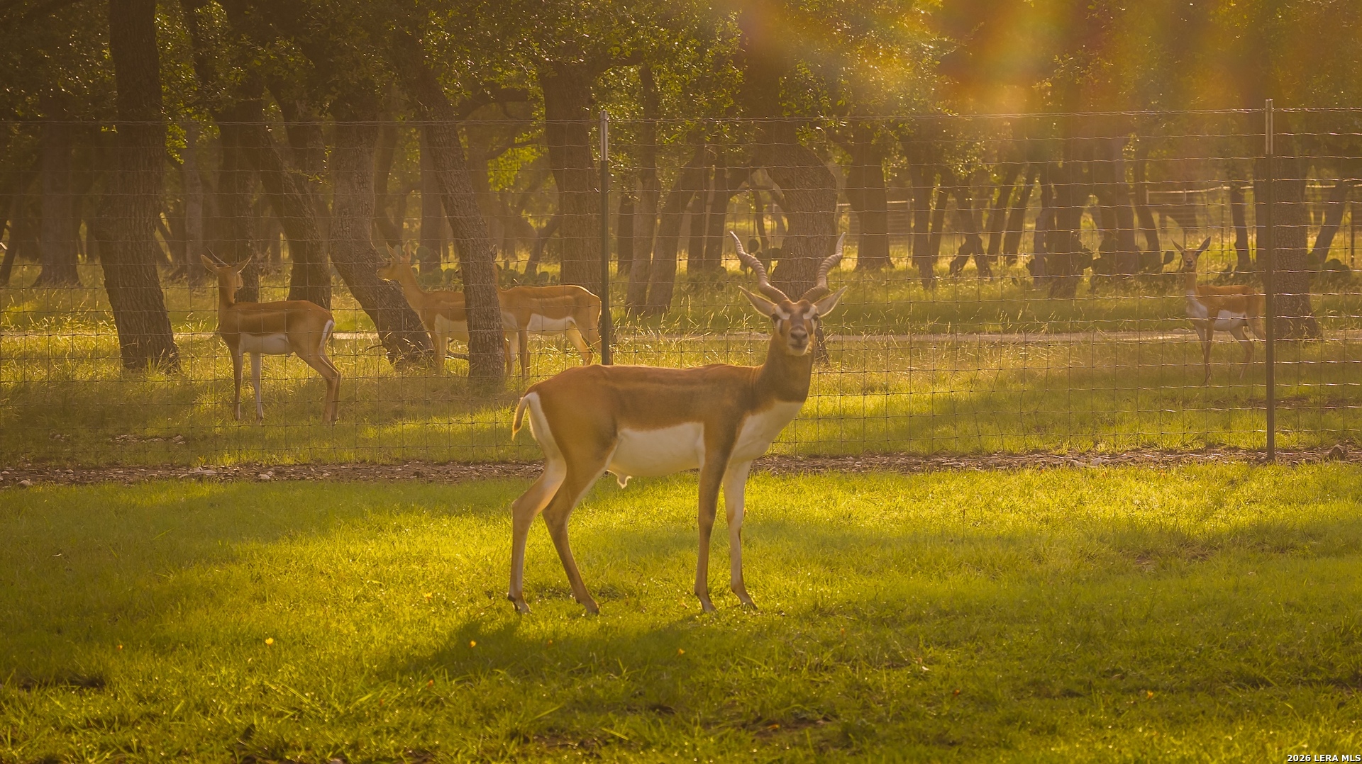 140 Sattler Road Spring Branch, TX 78070 - Photo 4 of 91 Gallery Image 4