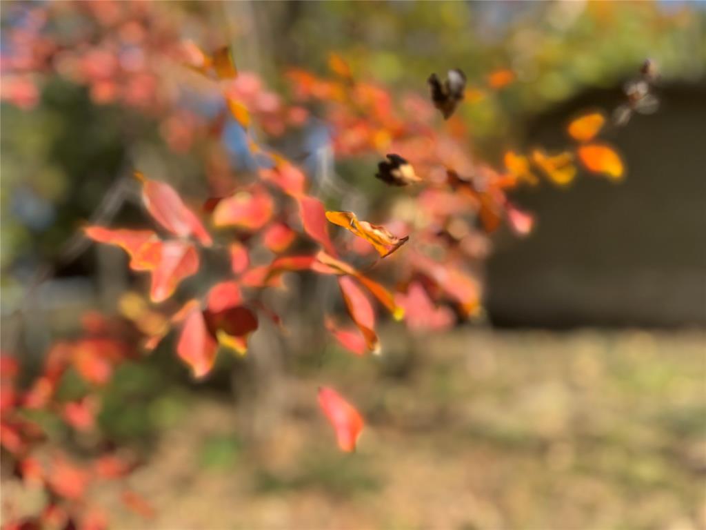2250 West Kaufman Street Paris, TX 75460 - Photo 2 of 36 a view of a tree