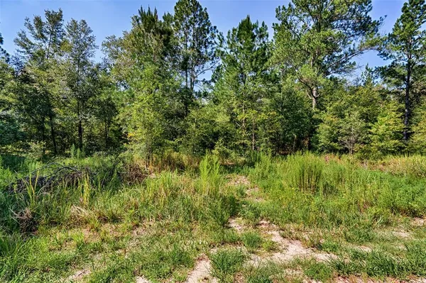 a view of a lush green forest with lots of trees