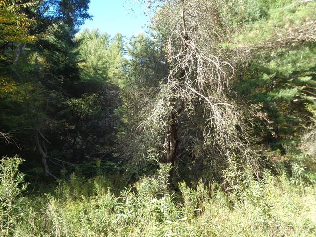 Tbd Off Roundabout Road Creston, NC 28615 - Photo 11 of 30 Gallery Image 11