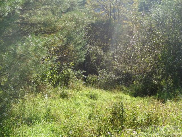 Tbd Off Roundabout Road Creston, NC 28615 - Photo 13 of 30 Gallery Image 13