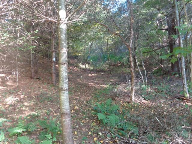 Tbd Off Roundabout Road Creston, NC 28615 - Photo 17 of 30 Gallery Image 17