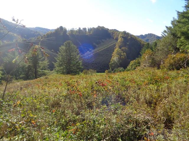 Tbd Off Roundabout Road Creston, NC 28615 - Photo 25 of 30 Gallery Image 25