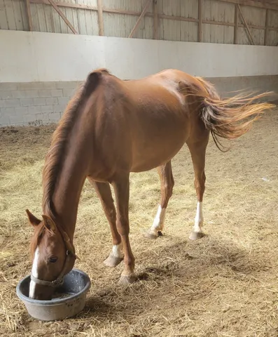 $1,245,000 | 7474 Nashville Highway, Dowelltown, TN 37059