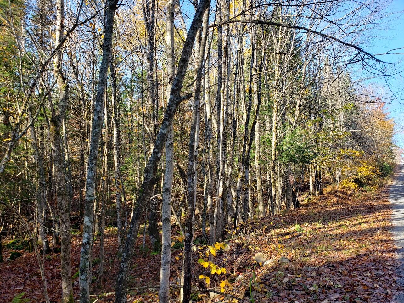 Lot 66-1 Ramsdell Ridge Road Milo, ME 04463 - Photo 1 of 1 20231024_101952
