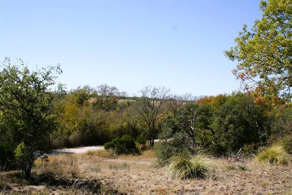 a view of a forest with a tree in the background