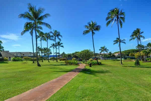 a view of a park with palm trees