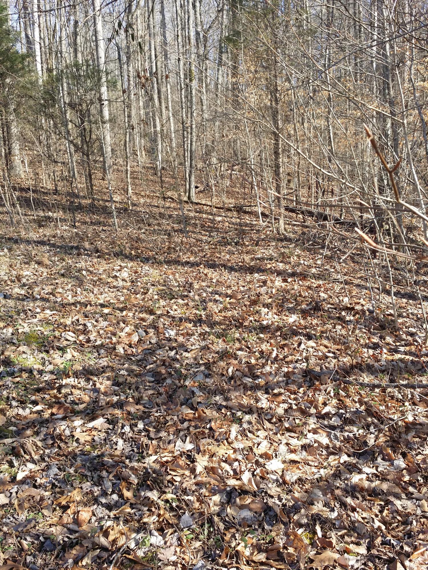 Cedar Bluff Road Sevierville, TN 37876 - Photo 8 of 17 20160202_144300