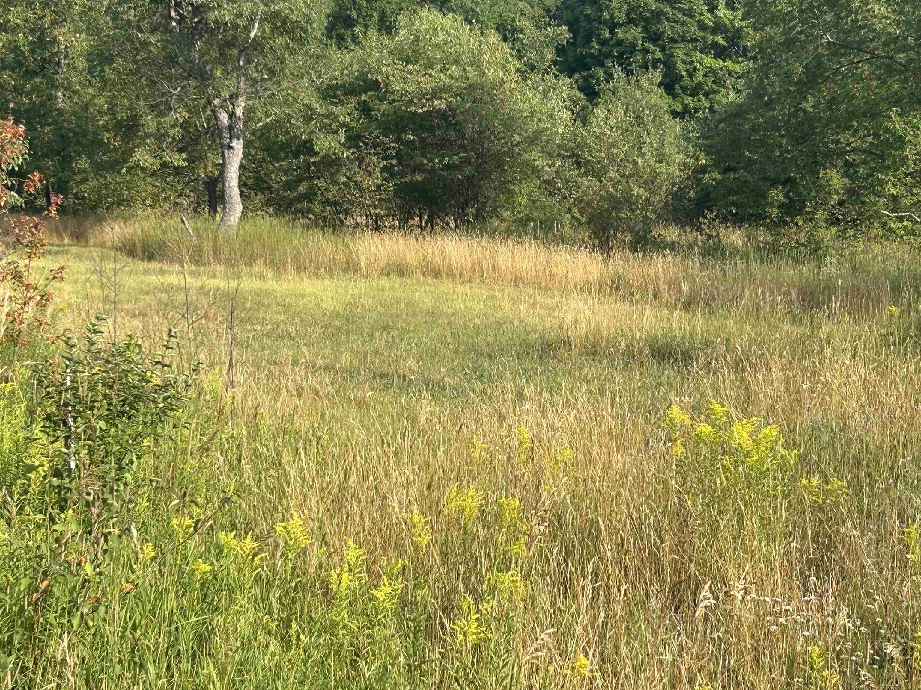 V/l Helena Road Alden, MI 49612 - Photo 3 of 5