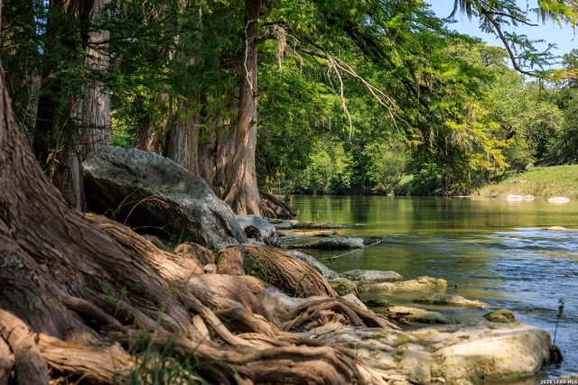 a view of a lake with a tree