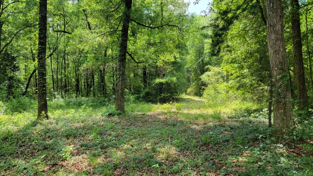 a view of outdoor space and green space