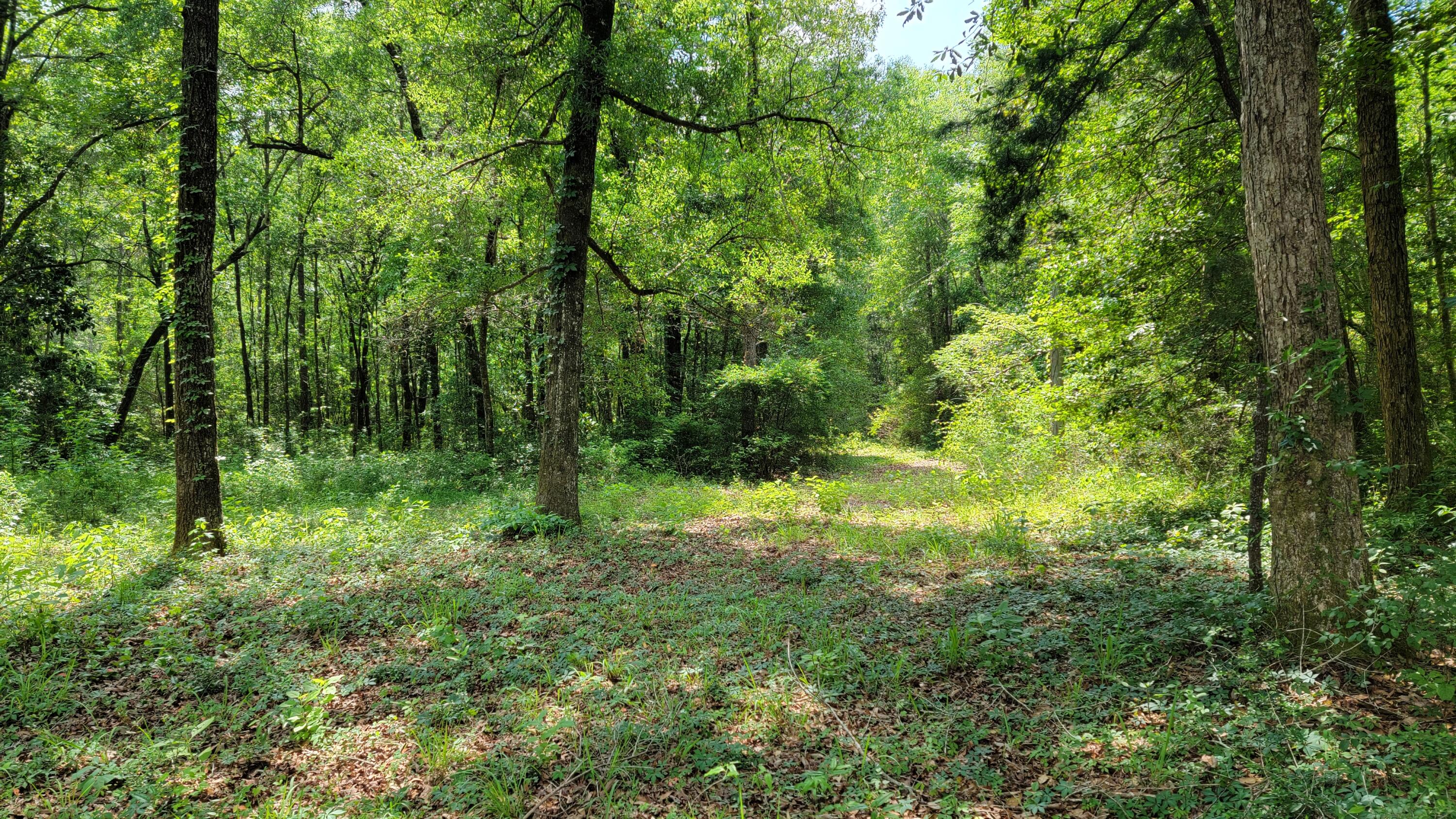 Lot 5 River Loop Drive Crestview, FL 32536 - Photo 3 of 5 a view of outdoor space and green space