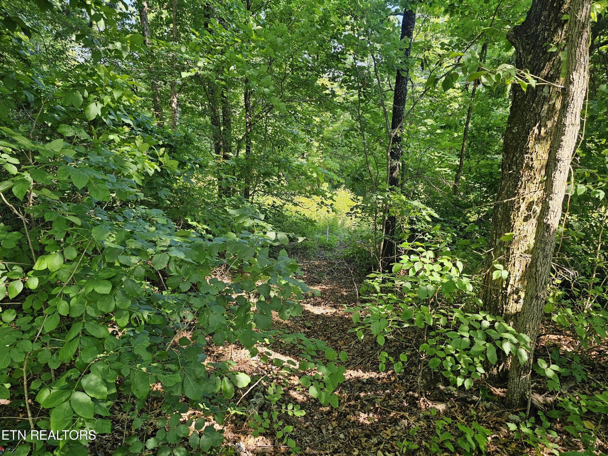 0 Buzzard Roost Road Jamestown, TN 38556 - Photo 13 of 27 Gallery Image 13