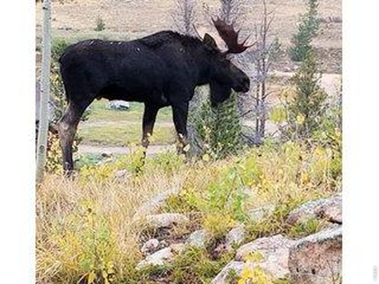 534 Blackfoot Road Red Feather Lakes, CO 80545 - Photo 46 of 50