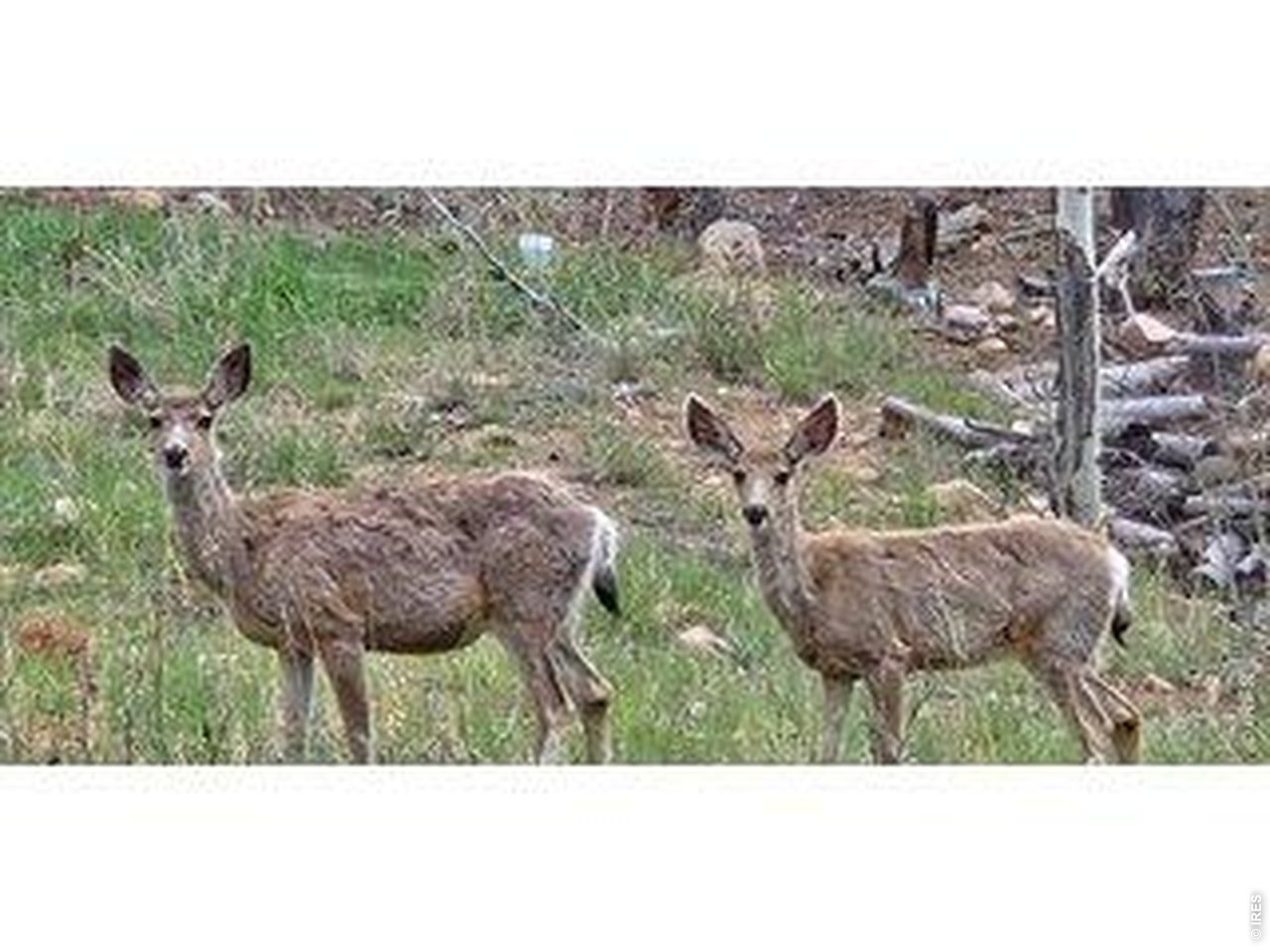 534 Blackfoot Road Red Feather Lakes, CO 80545 - Photo 47 of 50