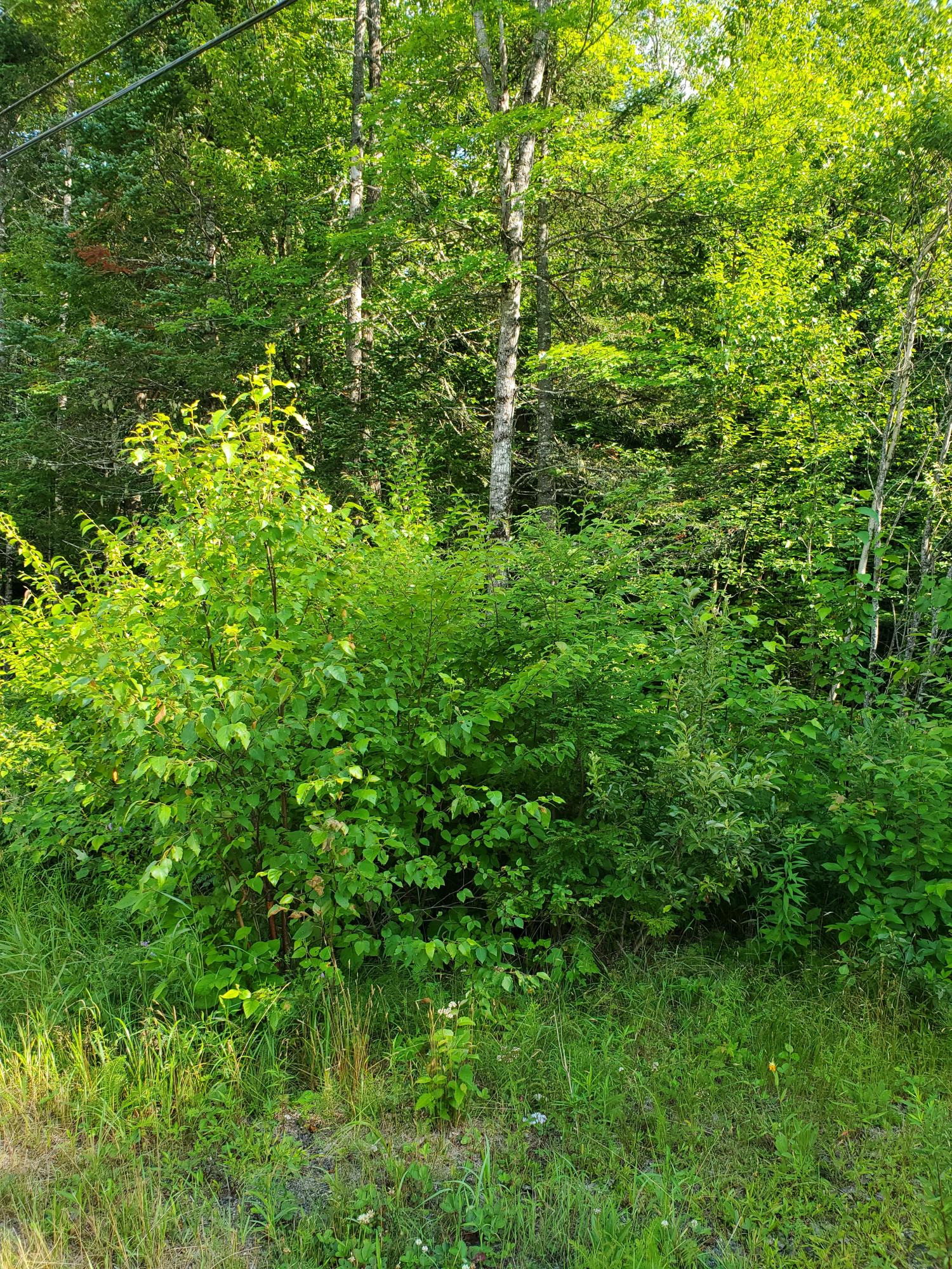 4-025 Russell Road Skowhegan, ME 04976 - Photo 2 of 5 20200728_160644 1