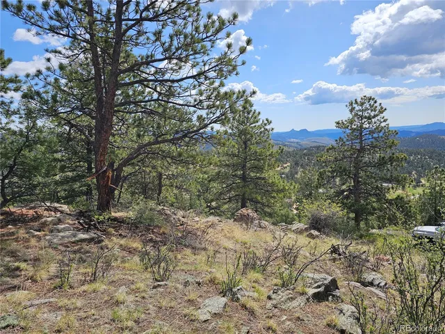 a view of a forest with trees