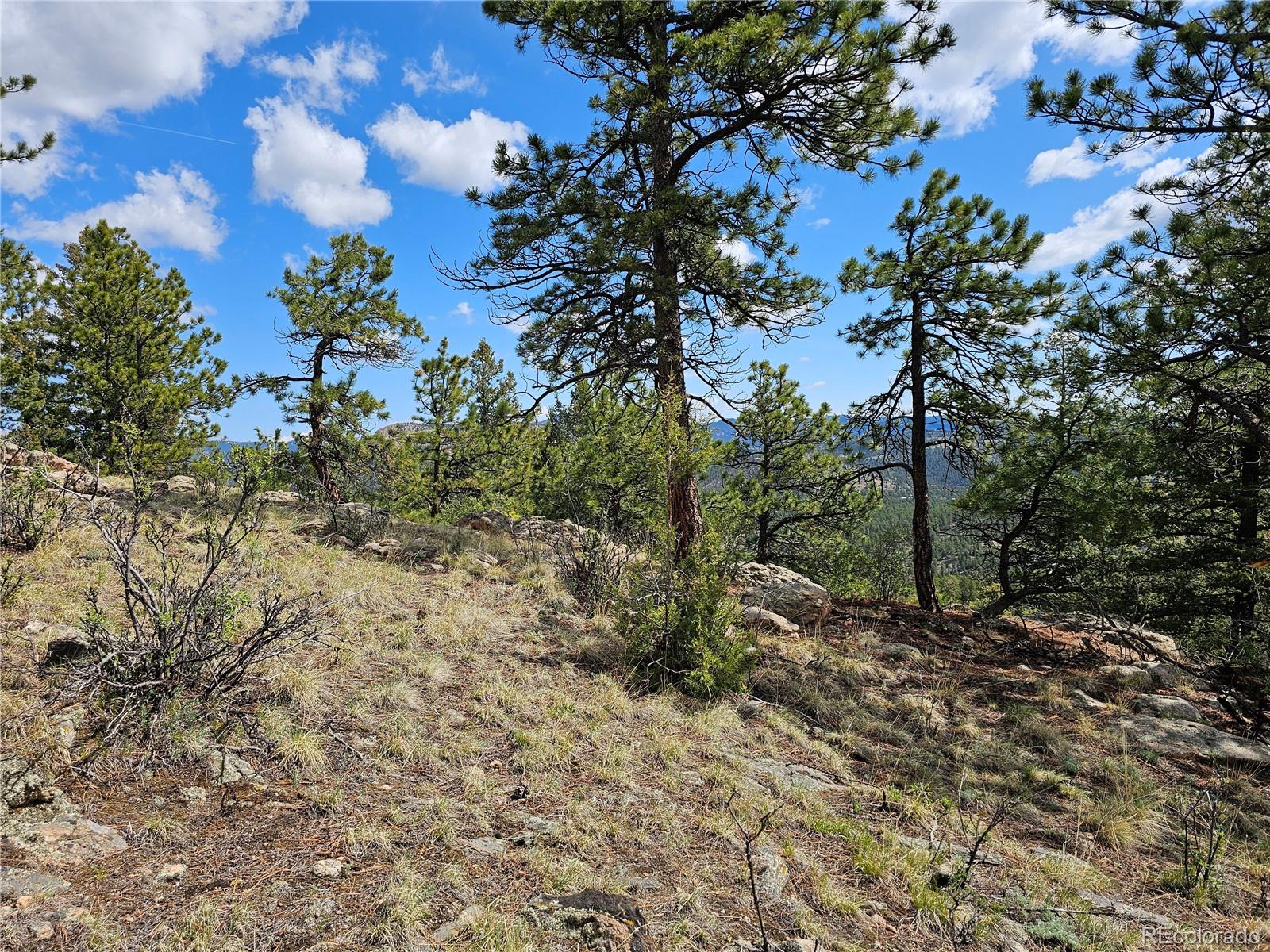 0 Dick Mountain Drive Bailey, CO 80421 - Photo 4 of 4 a view of a tree in a yard with lots of bushes