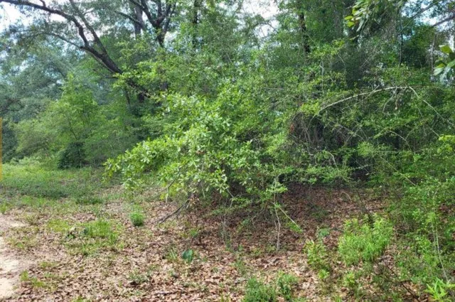 a view of a large yard with lots of green space