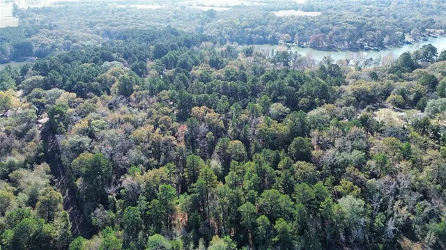 a view of a forest with a street
