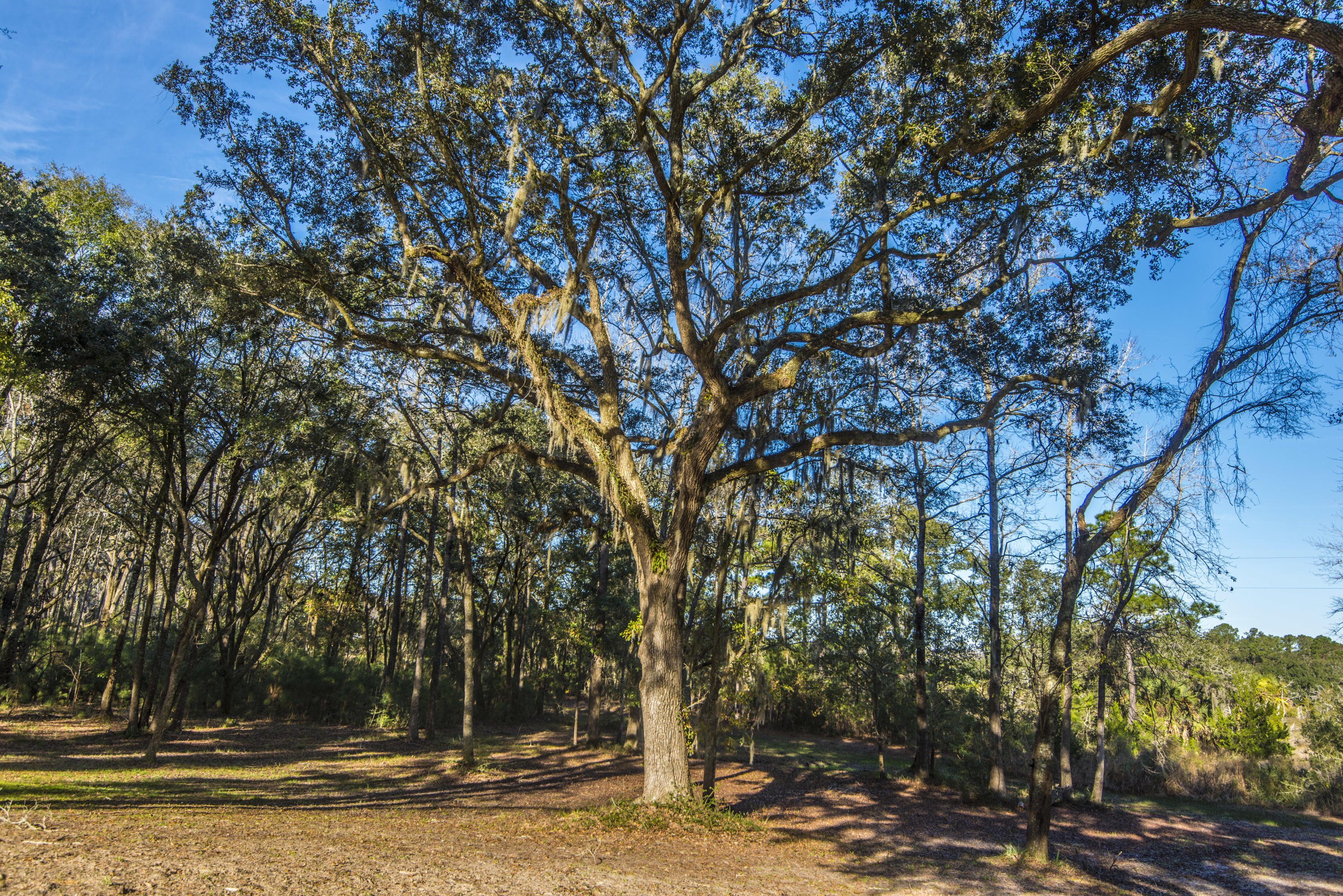 6364 Ranch Road Wadmalaw Island, SC 29487 - Photo 49 of 65 _DSC9237