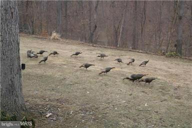 Deer, turkey, birds, wildlife. Hunting allowed.