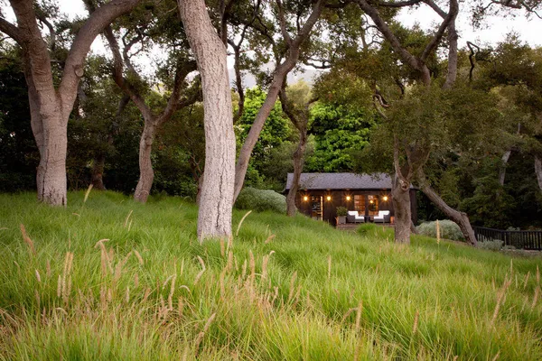 a view of a backyard with plants and large trees