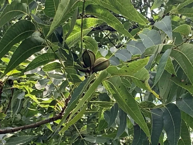 $2,250 | 590 County Road 1570, Alba, TX 75410