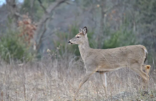 $700,000 | 79.95-ac County Road Ff, Hancock, WI 54943