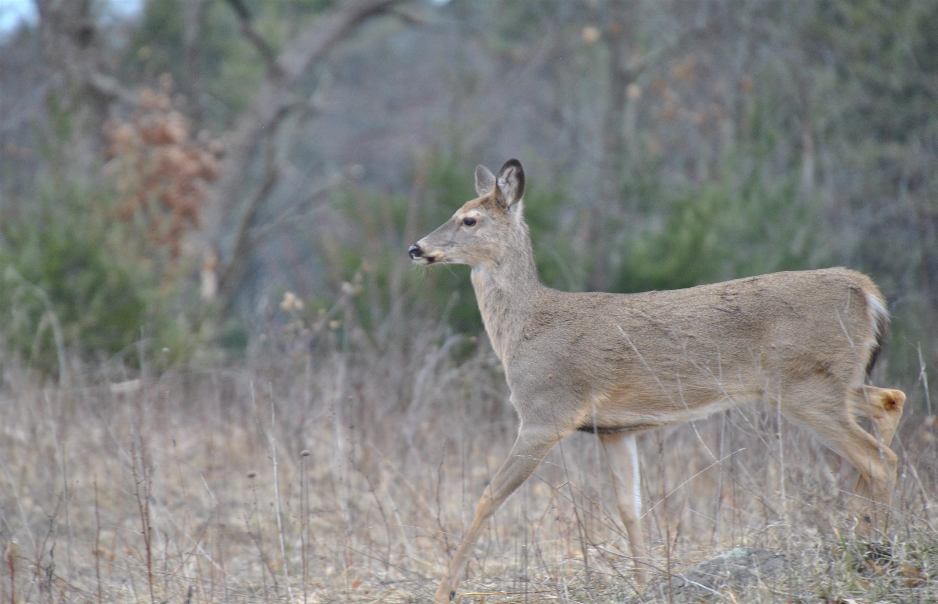 79.95-ac County Rd FF Hancock, WI 54943 - Photo 17 of 66