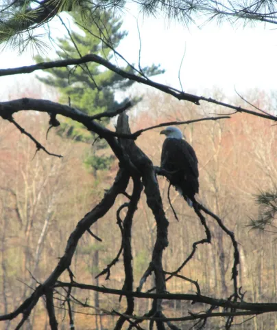 $700,000 | 79.95-ac County Road Ff, Hancock, WI 54943