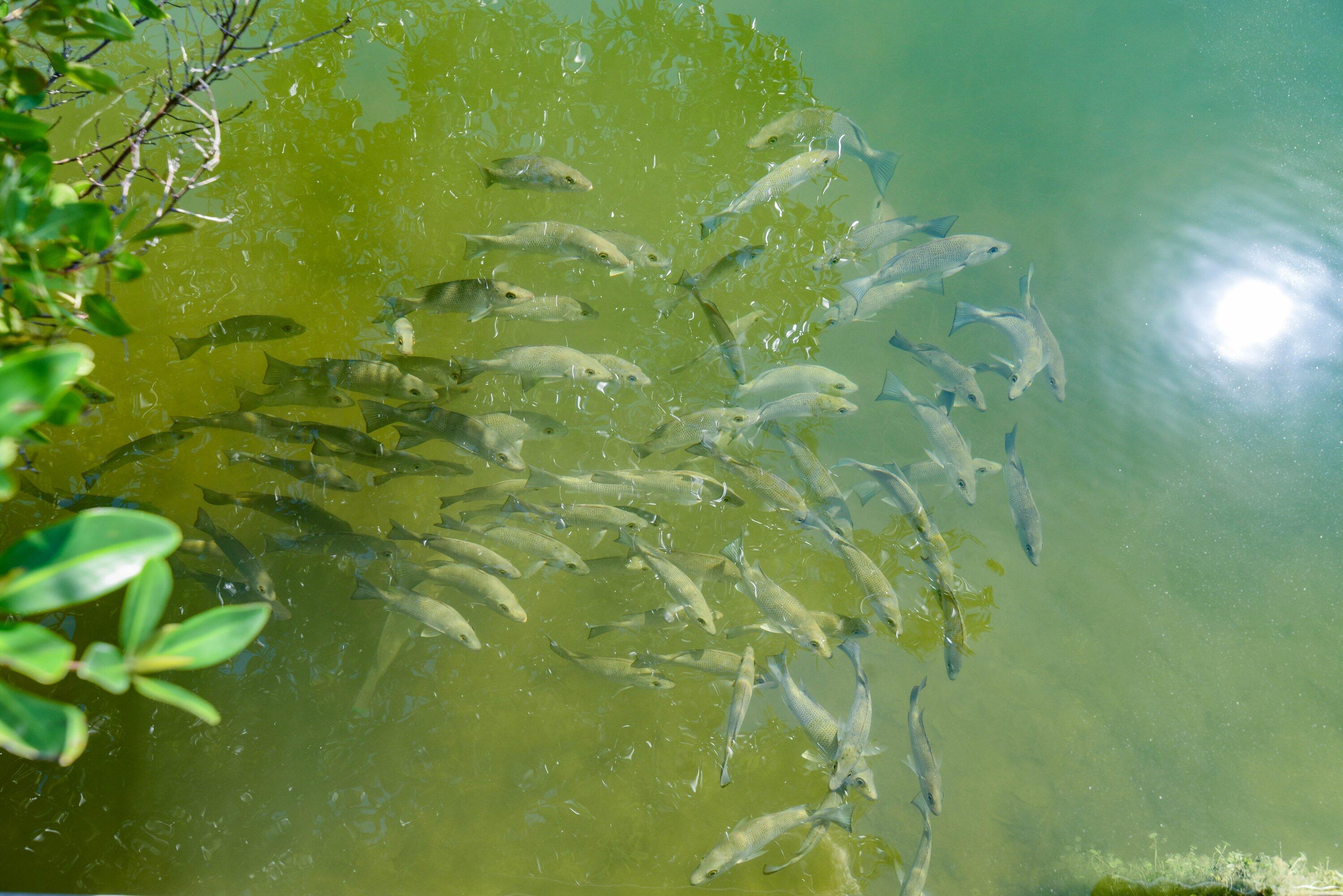 1422 Boca Chica Road Key West, FL 33040 - Photo 51 of 54 a close up of a plant in a garden
