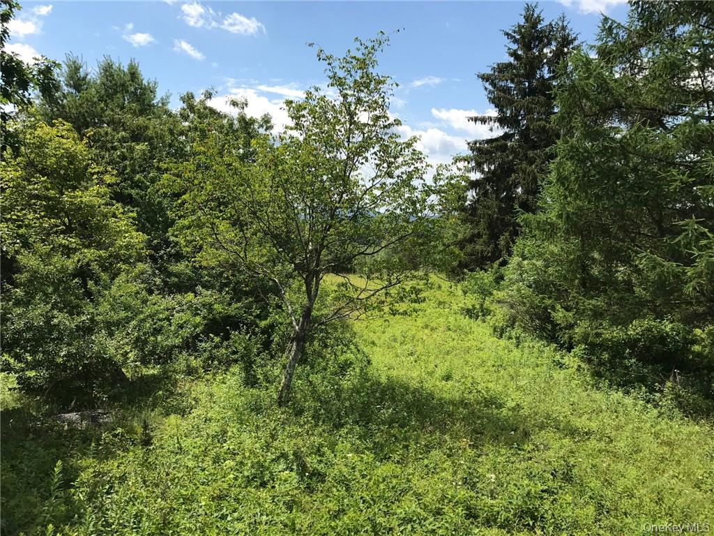 7 County Route Ancram, NY 12567 - Photo 16 of 32 a view of a lush green forest