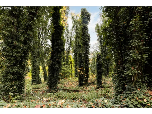 a view of outdoor space and green space